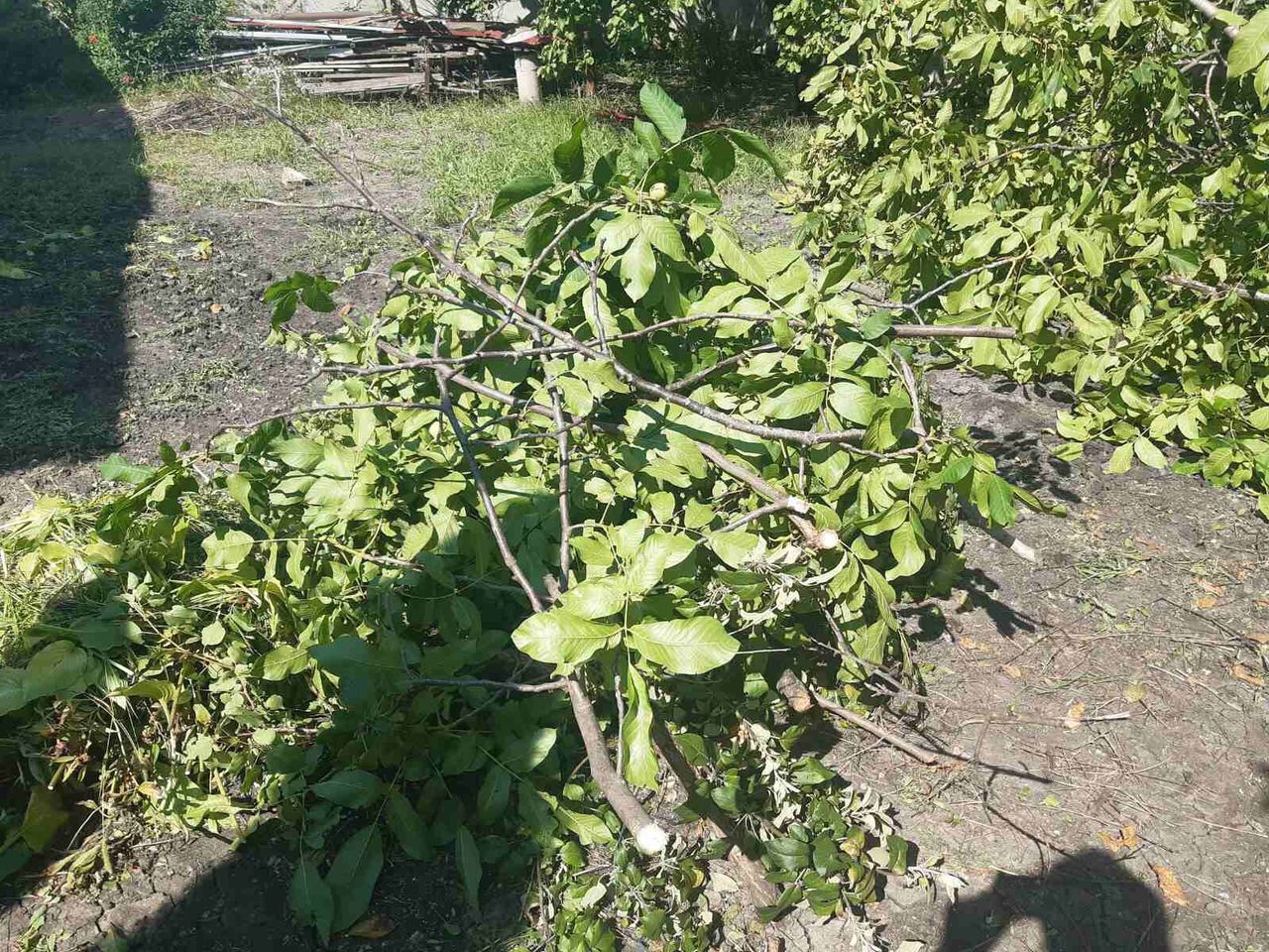 Servicii Profesionale de Curățenie în Grădină